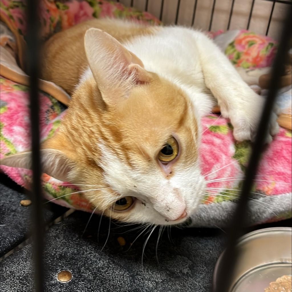 adoptable Cat in Kanab, UT named Lyle