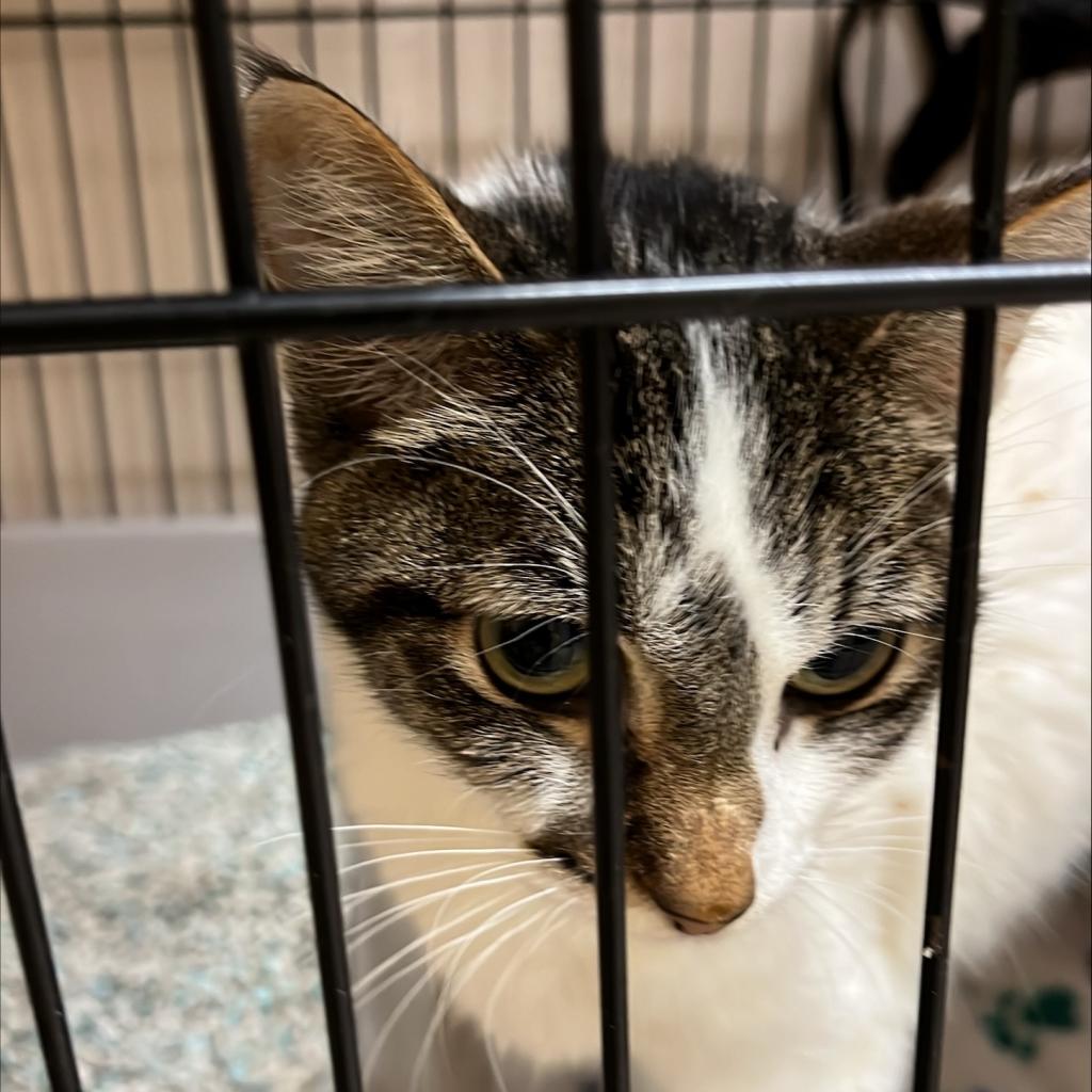 adoptable Cat in Kanab, UT named Blanca