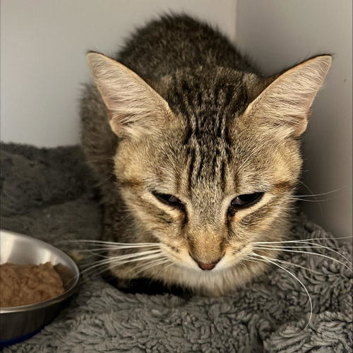 Hayden, Young Domestic Short Hair, cat for adoption in Kanab, Utah
