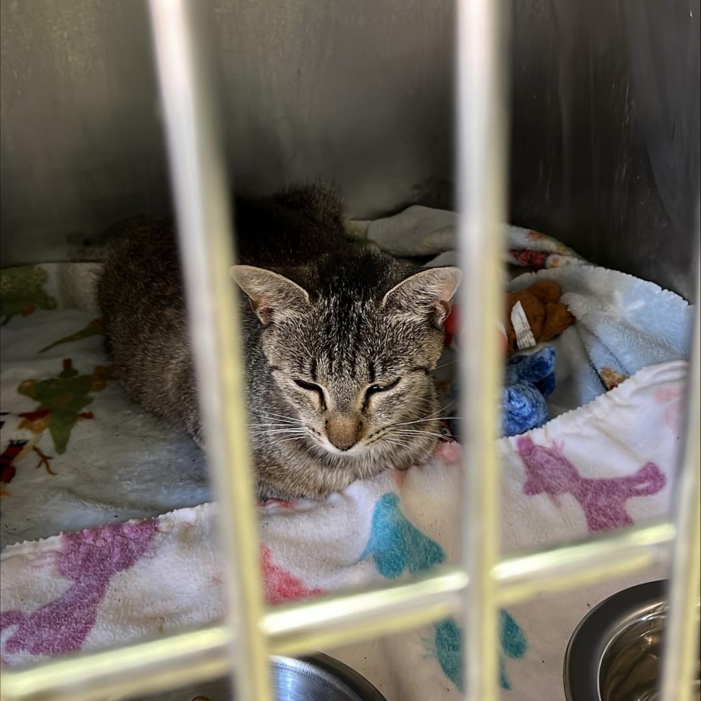 adoptable Cat in Kanab, UT named Jujubee