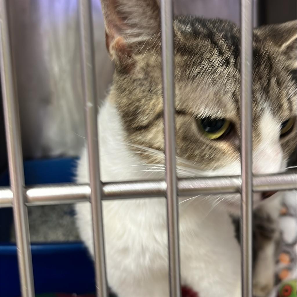 adoptable Cat in Kanab, UT named Tofu