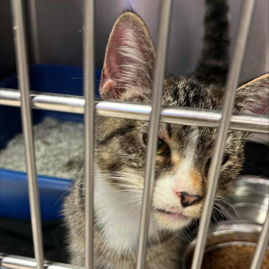 adoptable Cat in Kanab, UT named Flash