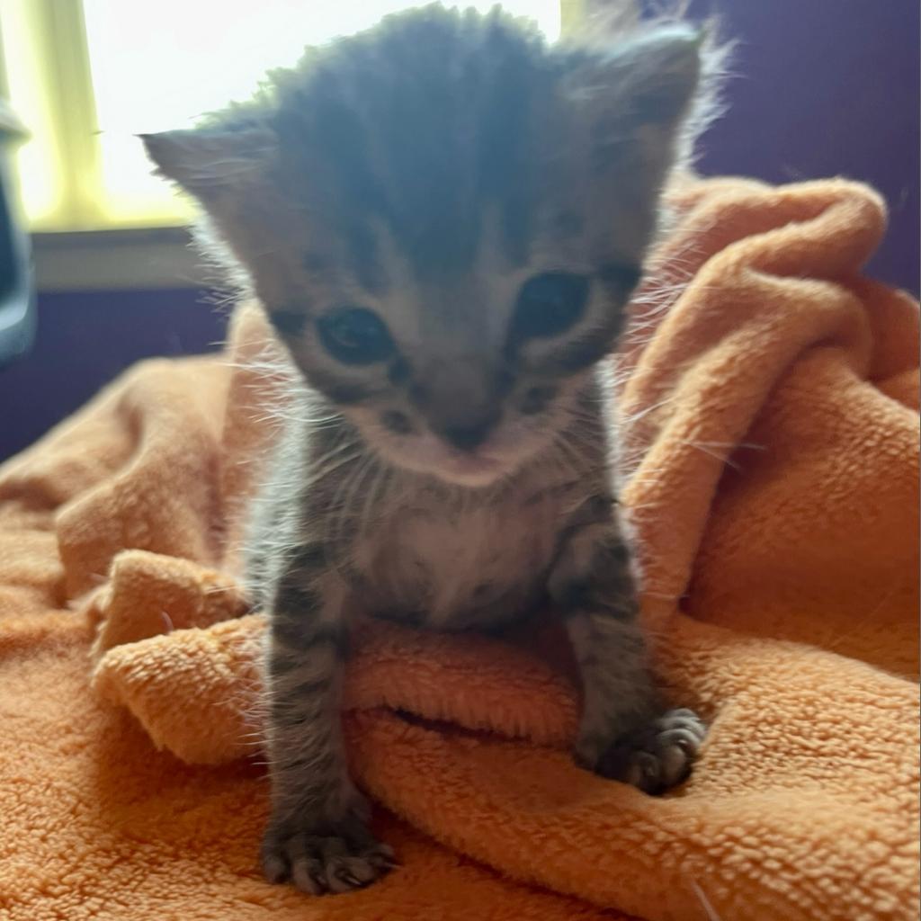 adoptable Cat in Kanab, UT named Saphira