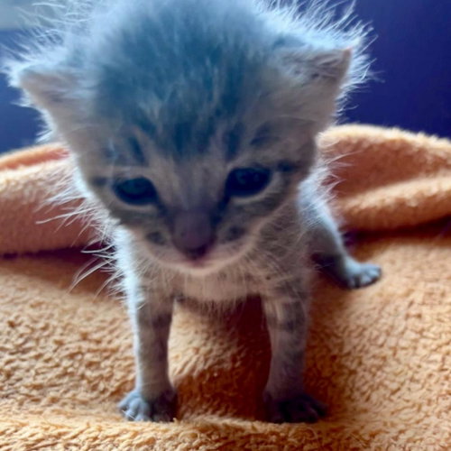 Emberwing, Baby Domestic Short Hair, cat for adoption in Kanab, Utah