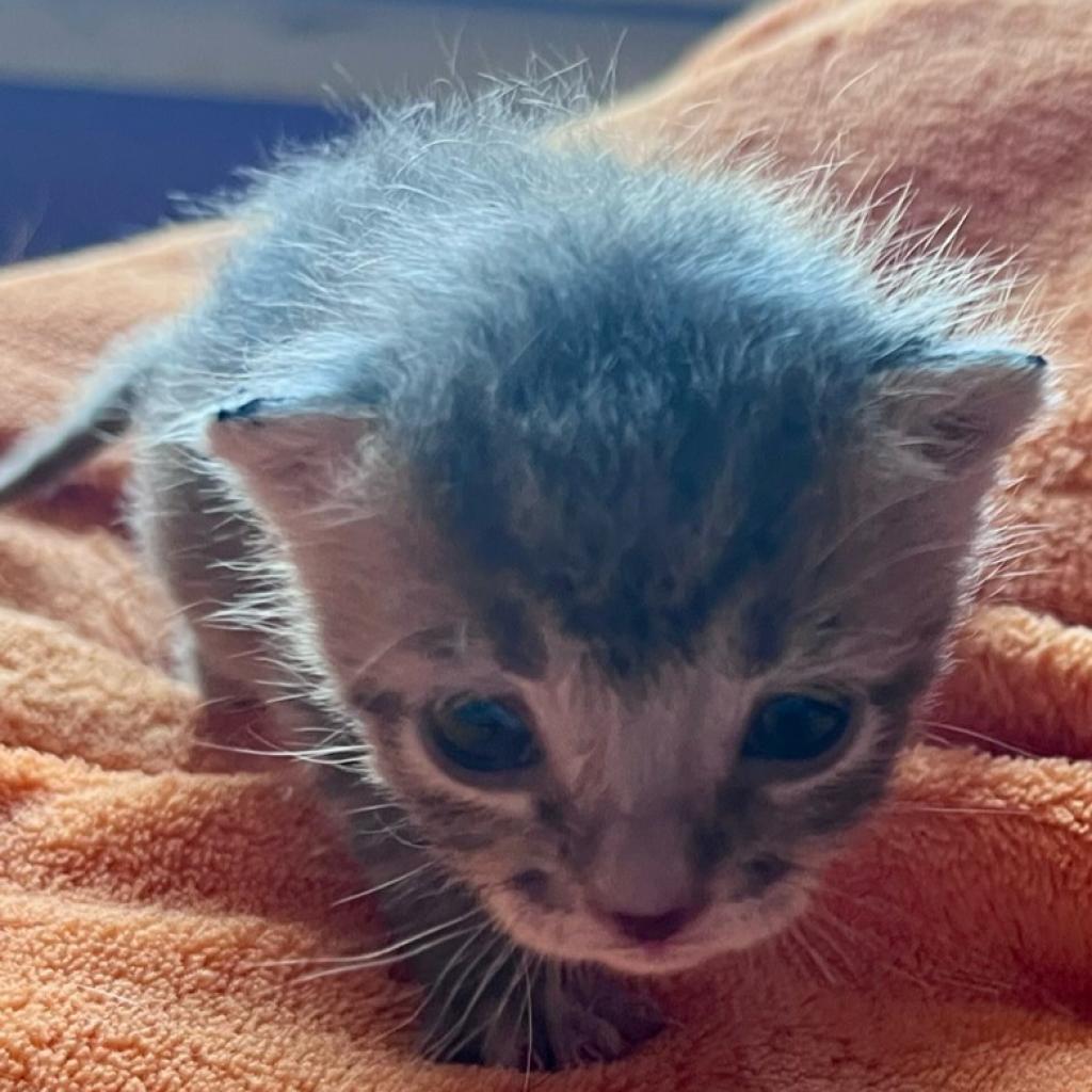 adoptable Cat in Kanab, UT named Glaurung