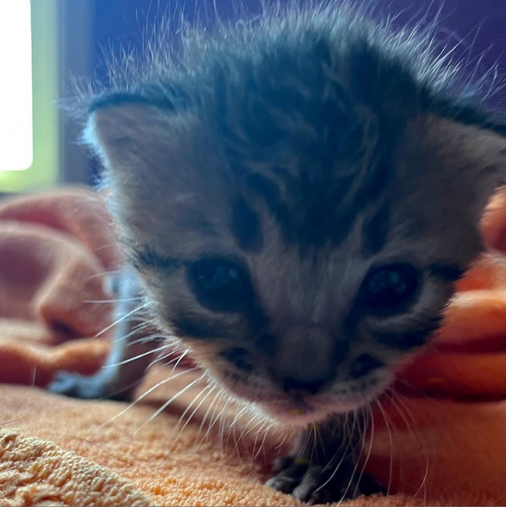 adoptable Cat in Kanab, UT named Ancalagon