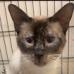 Godiva, Adult Domestic Short Hair, cat for adoption in Kanab, Utah
