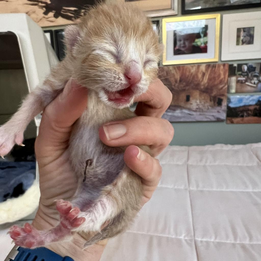 adoptable Cat in Kanab, UT named Mochi Nugget