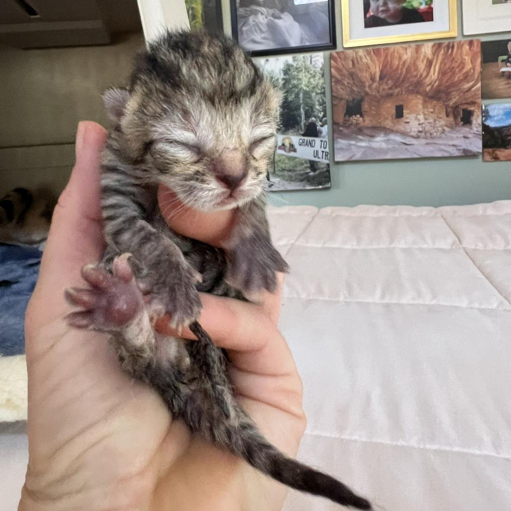 adoptable Cat in Kanab, UT named Mew-shroom