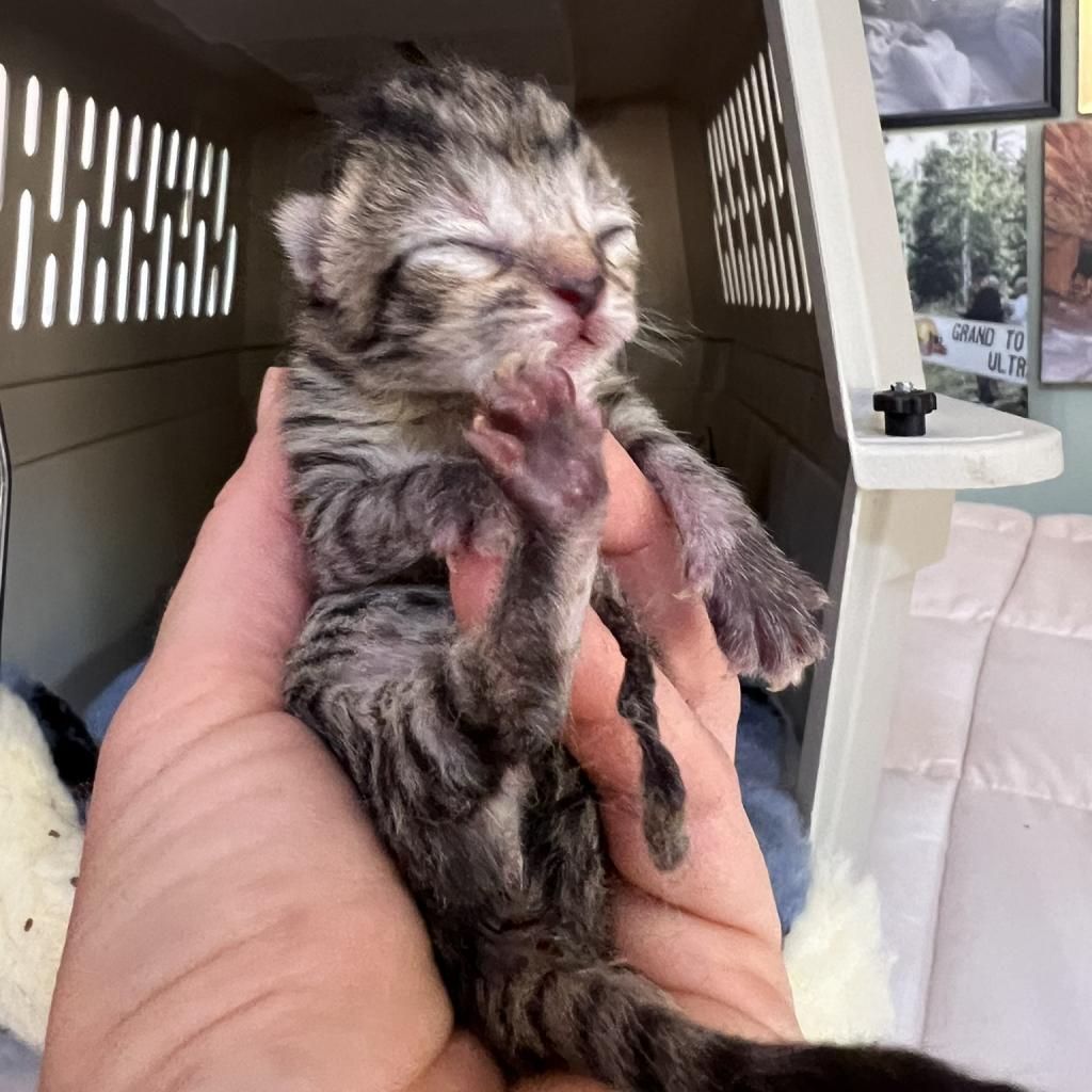 adoptable Cat in Kanab, UT named M.C. Peapod