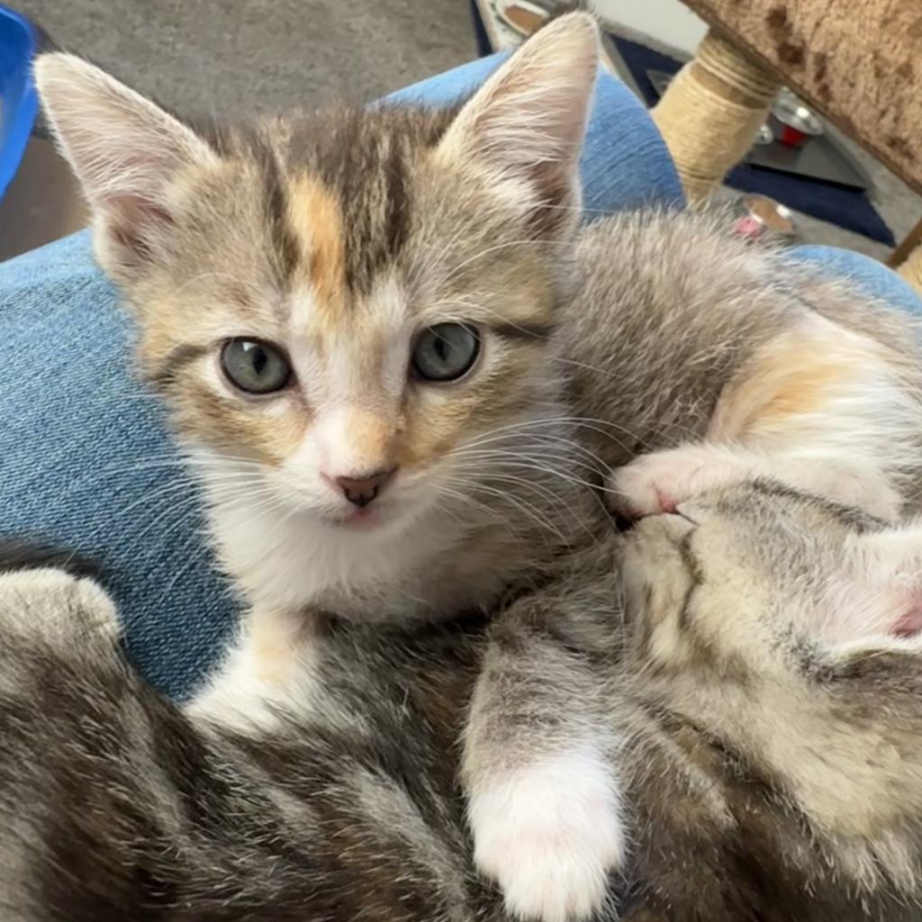 adoptable Cat in Kanab, UT named Pi