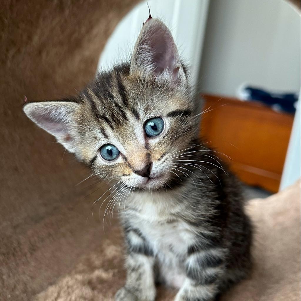 adoptable Cat in Kanab, UT named Tan