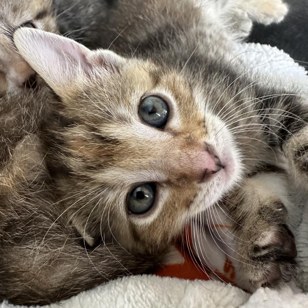 adoptable Cat in Kanab, UT named Cosine