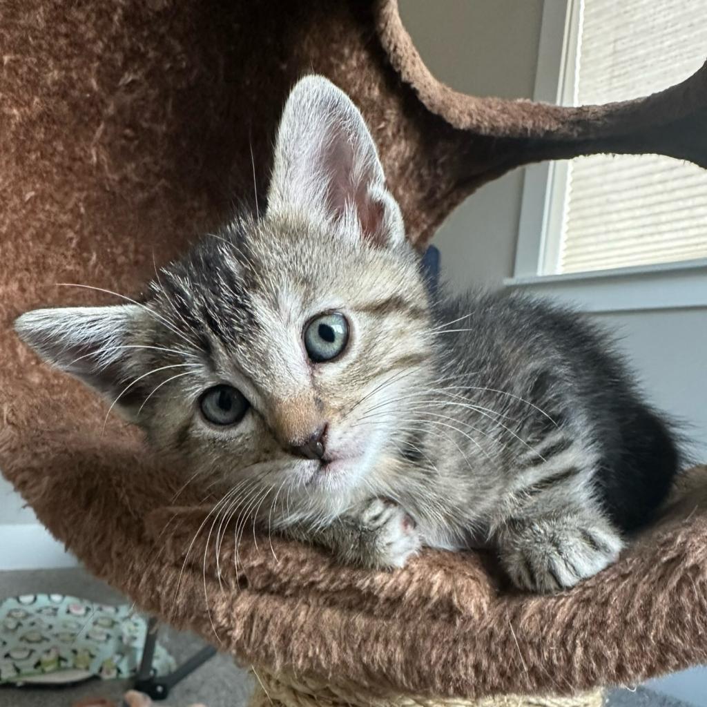 adoptable Cat in Kanab, UT named Mol