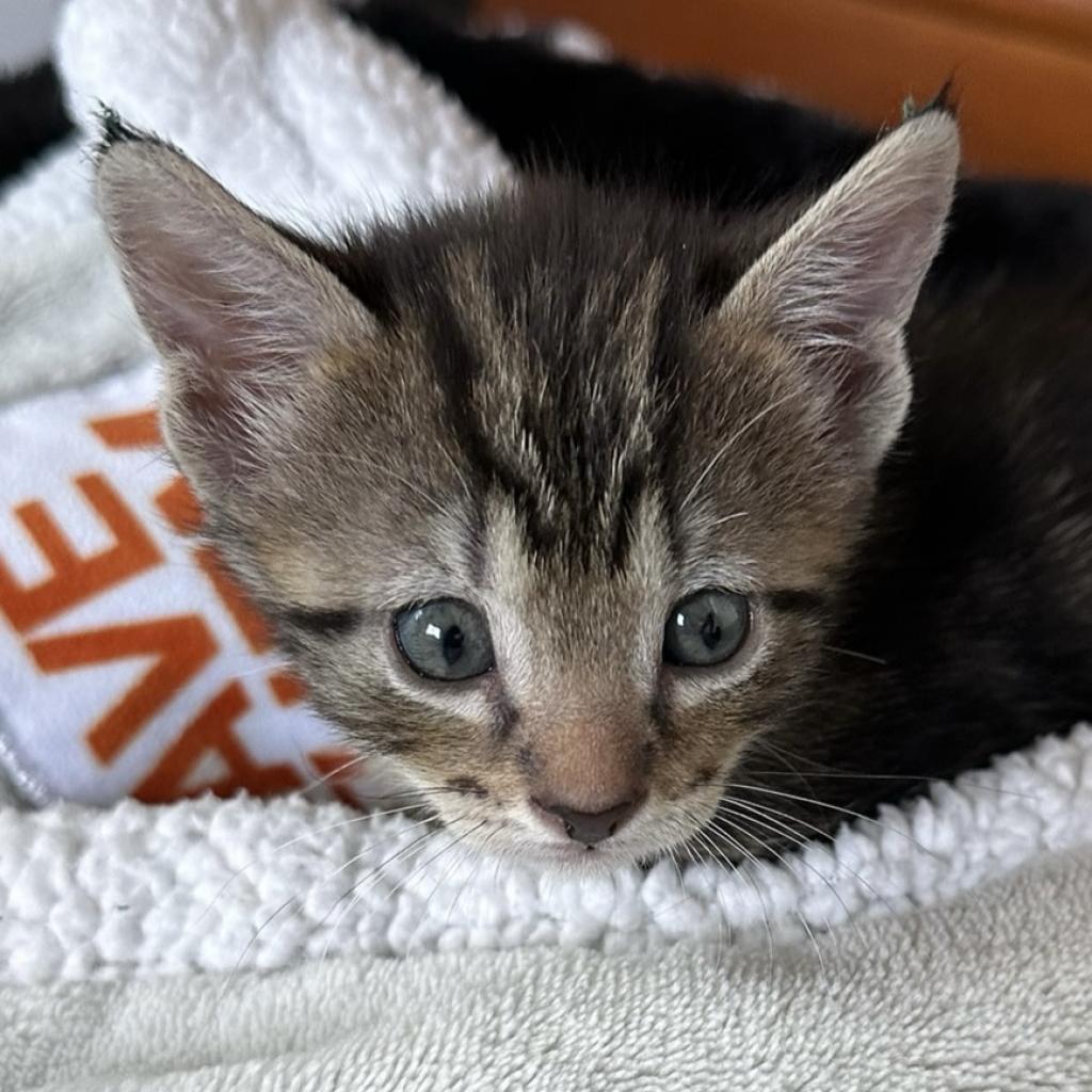 adoptable Cat in Kanab, UT named Sine