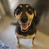 adoptable Dog in , UT named Terry Gross