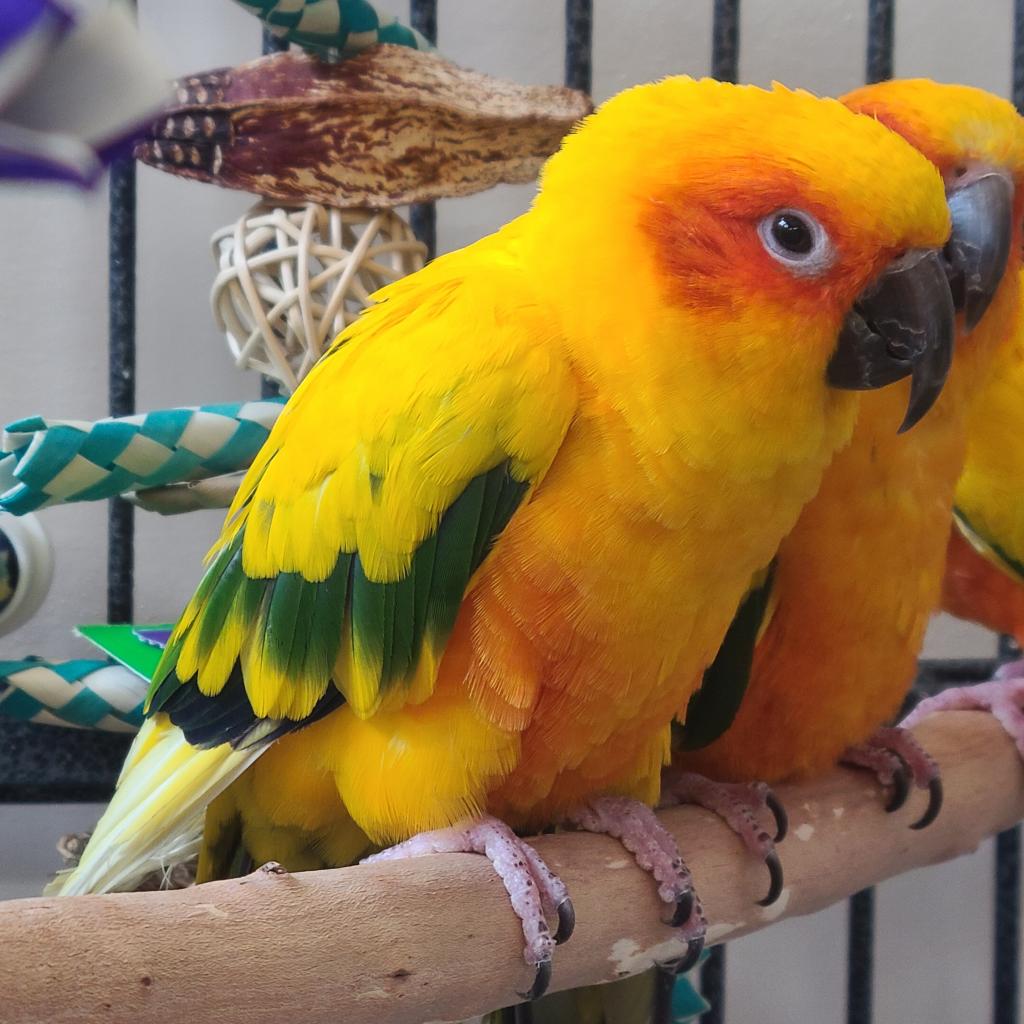 adoptable Bird in Kanab, UT named Danny DeVito