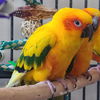 adoptable Bird in , UT named Danny DeVito