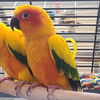 adoptable Bird in Kanab, UT named The Penguin