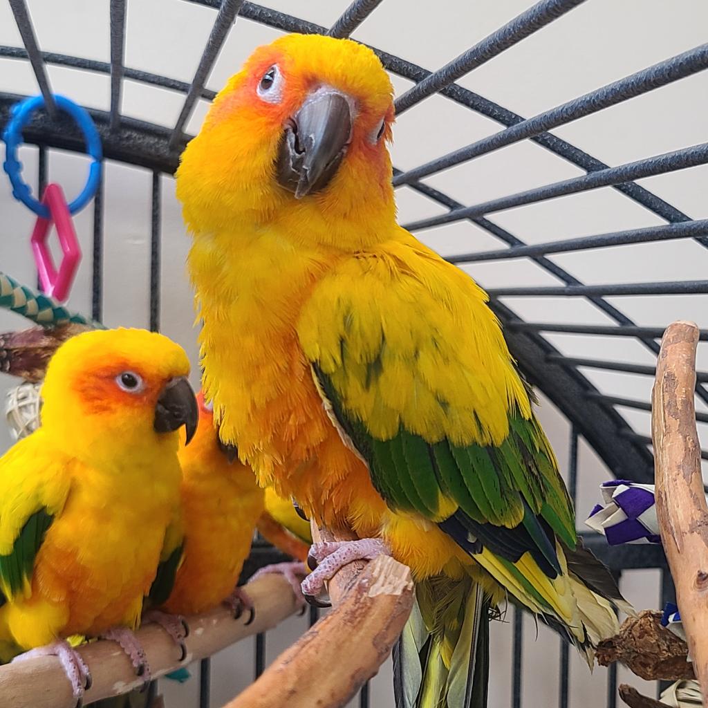 adoptable Bird in Kanab, UT named Lorax