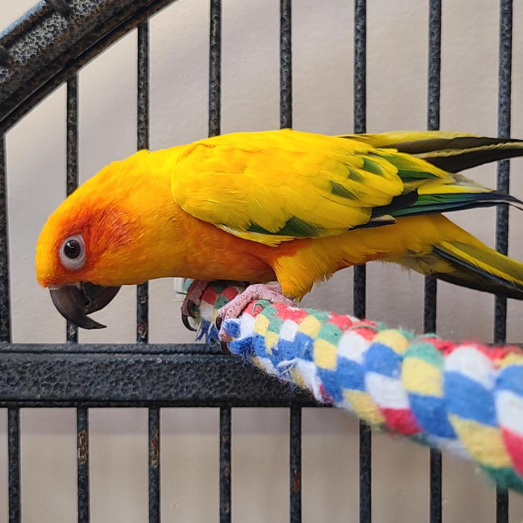 adoptable Bird in Kanab, UT named Uncle Dan