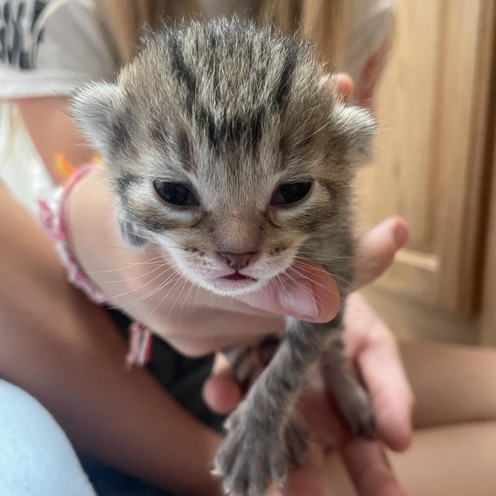 adoptable Cat in Kanab, UT named Razzles