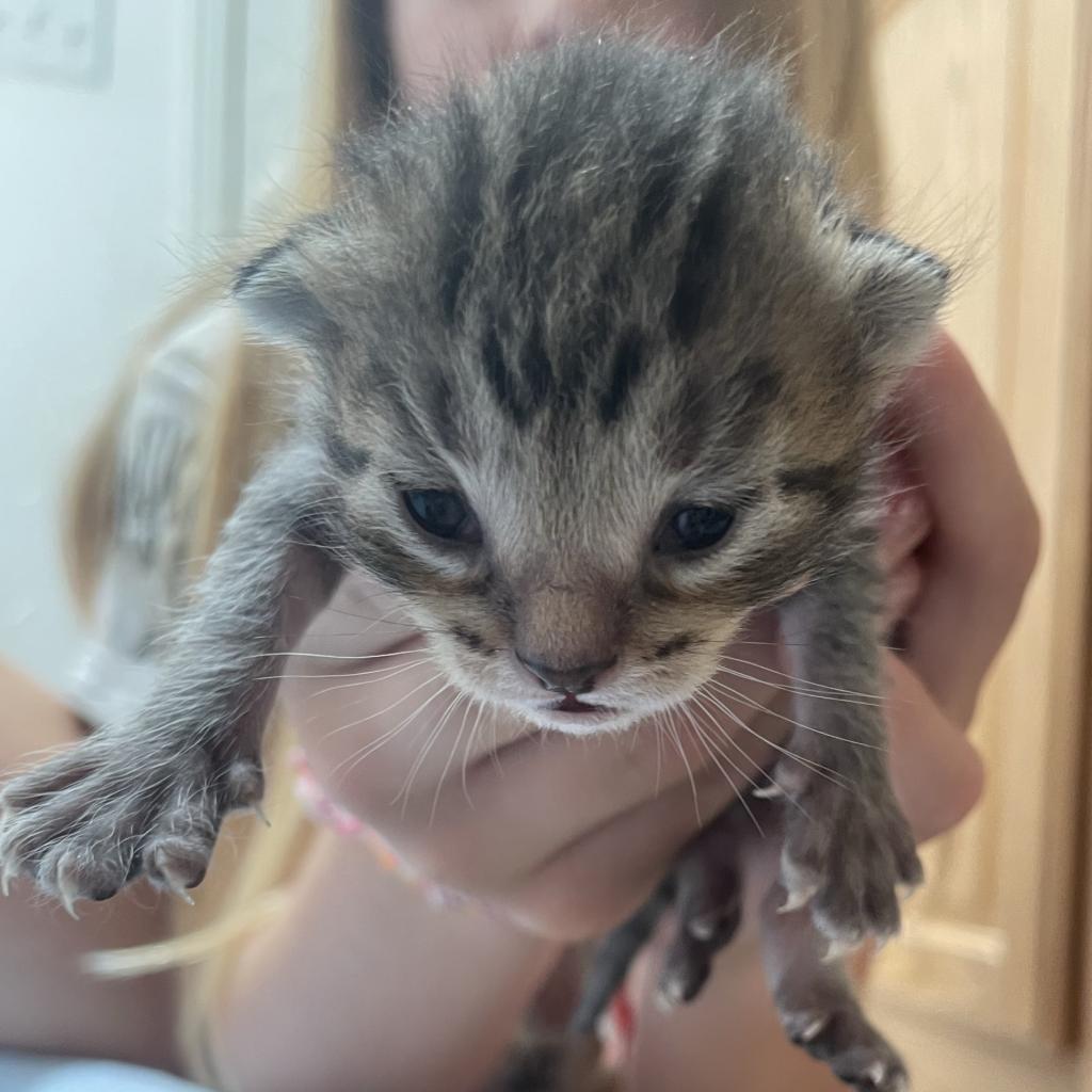 adoptable Cat in Kanab, UT named Lemonhead