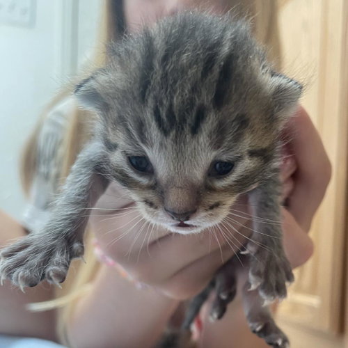 Lemonhead, Baby Domestic Short Hair, cat for adoption in Kanab, Utah