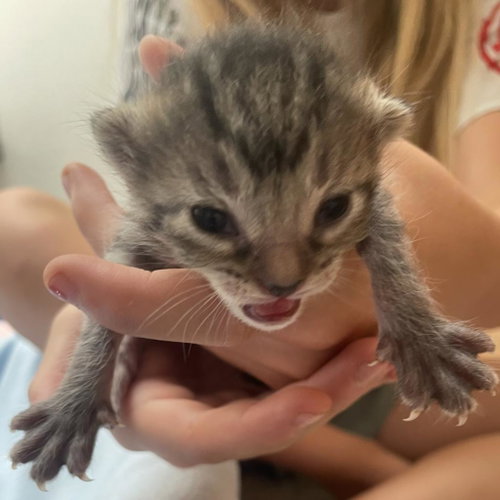 Fun Dip, Baby Domestic Short Hair, cat for adoption in Kanab, Utah