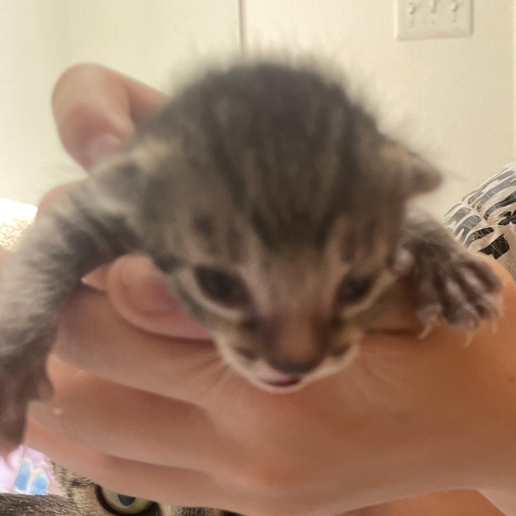 adoptable Cat in Kanab, UT named Pop Rocks