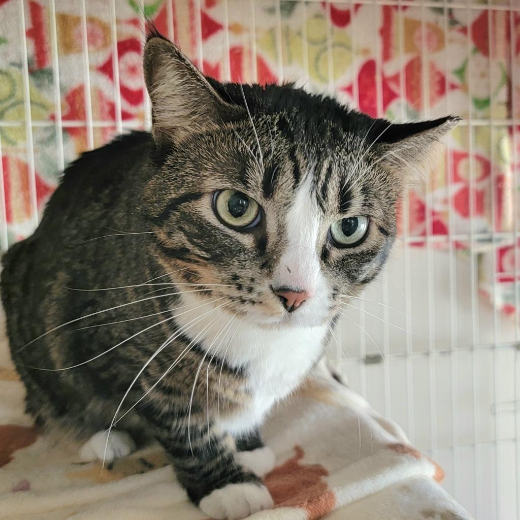 adoptable Cat in Kanab, UT named Raichu