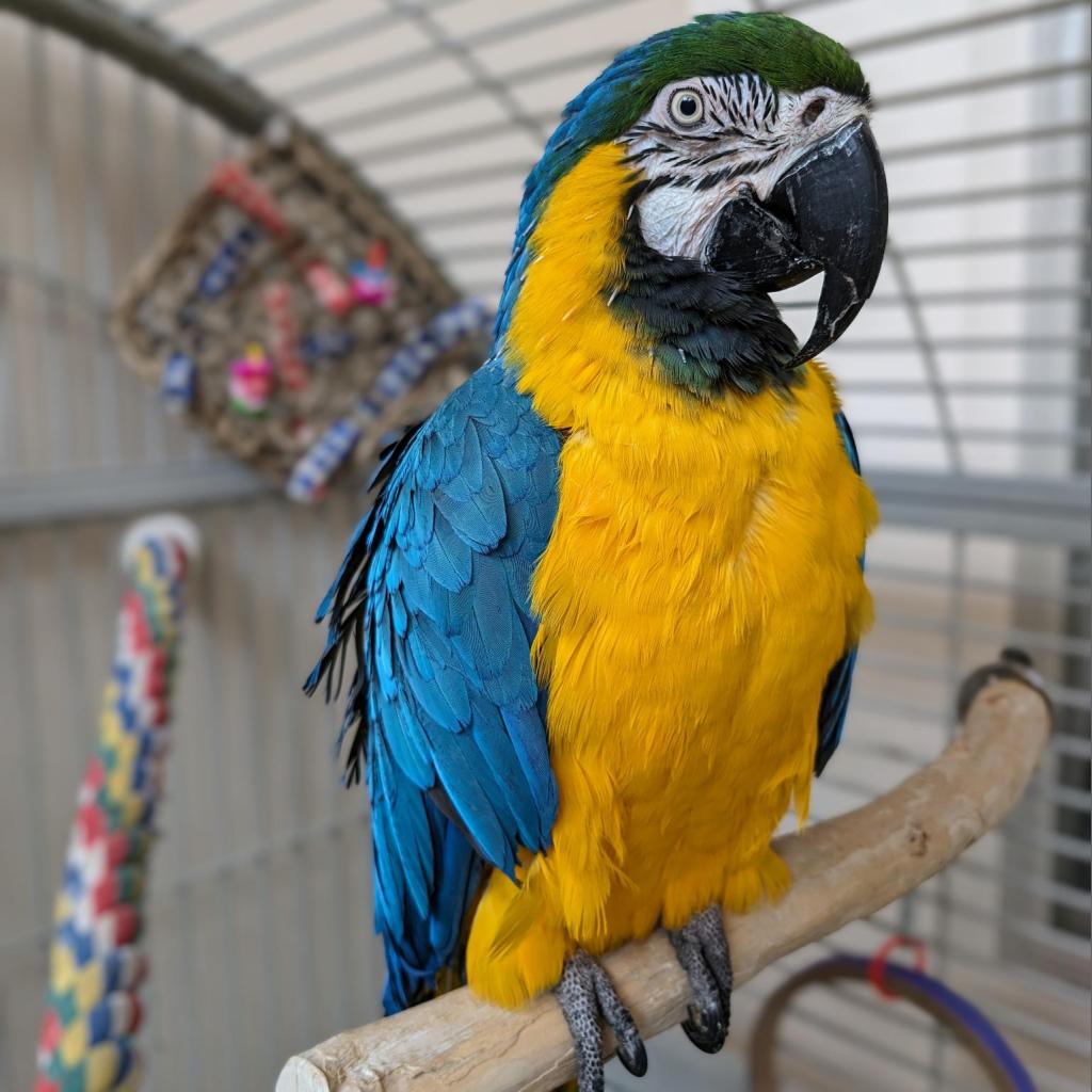 adoptable Bird in Kanab, UT named BC