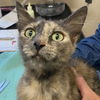 adoptable Cat in , UT named Mary Todd