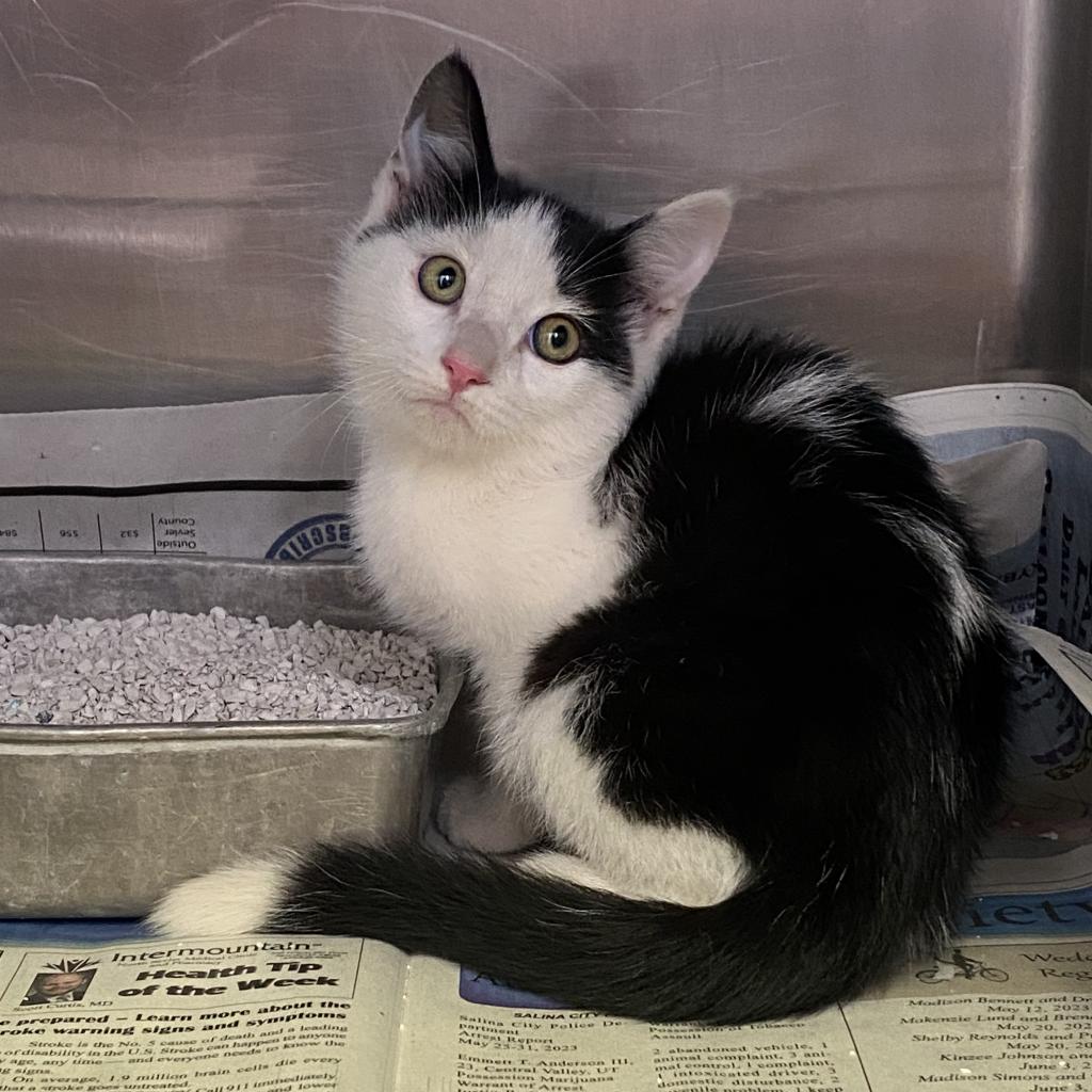 adoptable Cat in Kanab, UT named Joey