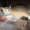 adoptable Cat in , UT named Sunset