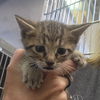 adoptable Cat in Kanab, UT named Matey