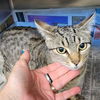 adoptable Cat in Kanab, UT named Xena