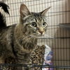 adoptable Cat in Kanab, UT named Annabelle