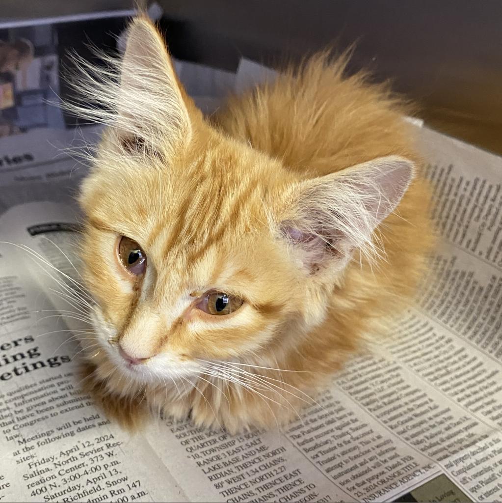 adoptable Cat in Kanab, UT named Oriana