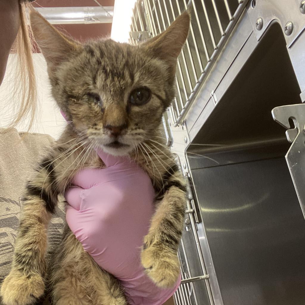 adoptable Cat in Kanab, UT named Chowder