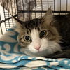 adoptable Cat in Kanab, UT named Dundee