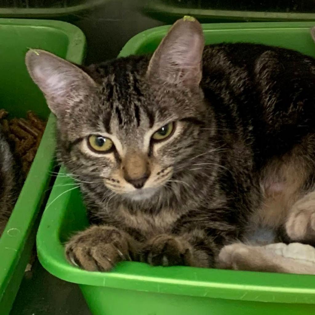 adoptable Cat in Kanab, UT named Rotini