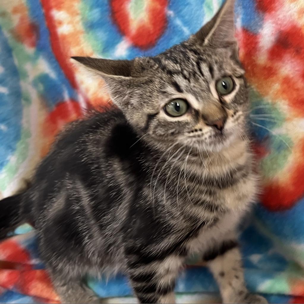 adoptable Cat in Kanab, UT named Chimera