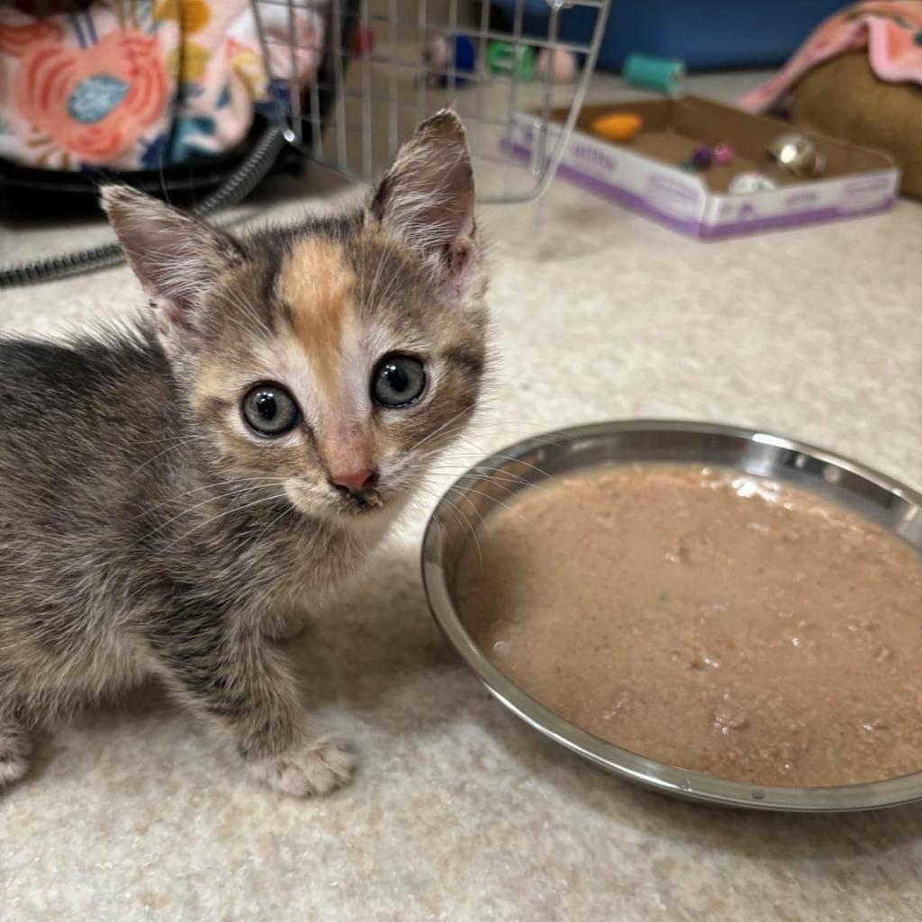 adoptable Cat in Kanab, UT named Jackfruit