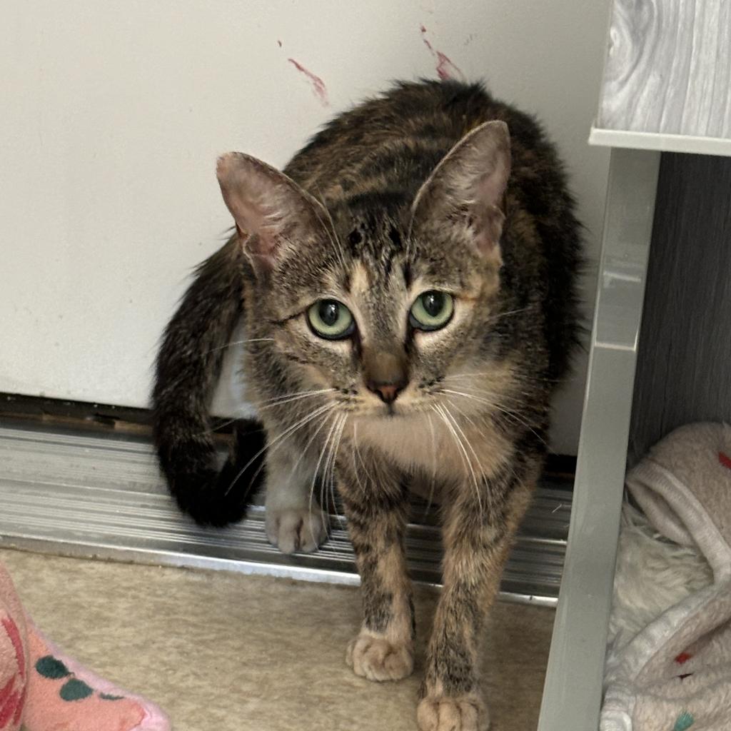 adoptable Cat in Kanab, UT named Willow