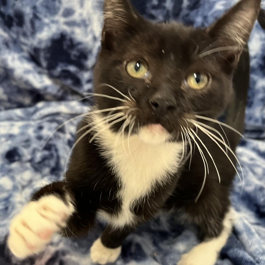 adoptable Cat in Kanab, UT named Merlion