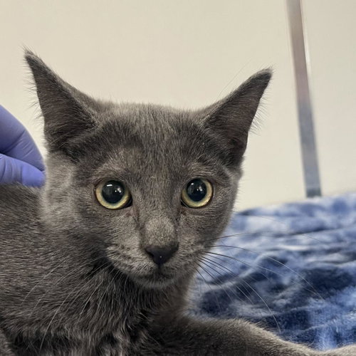 Vinegar, Young Domestic Short Hair, cat for adoption in Kanab, Utah