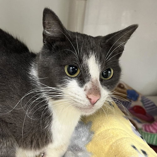 Victoria Plum, Young Domestic Short Hair, cat for adoption in Kanab, Utah