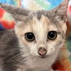 adoptable Cat in Kanab, UT named Mooncalf