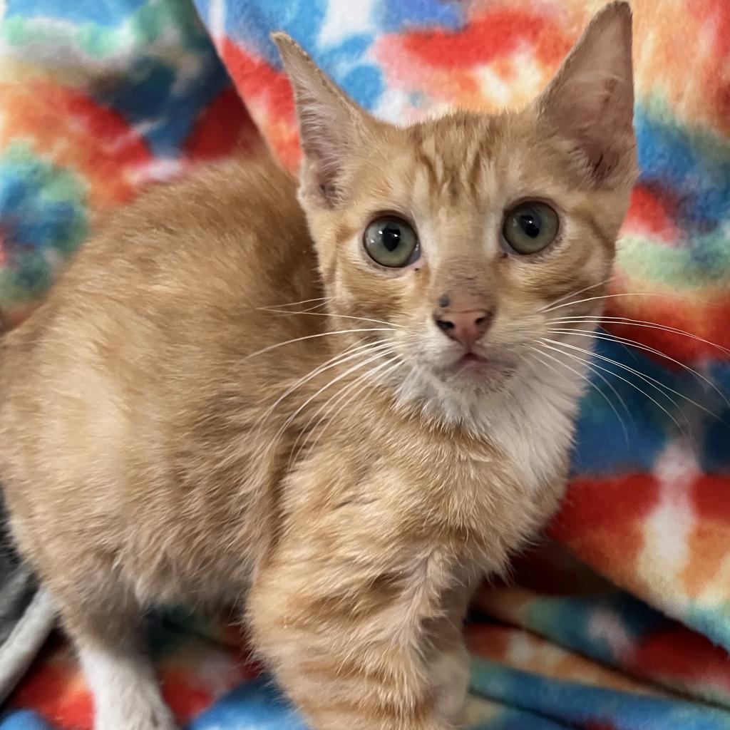 adoptable Cat in Kanab, UT named Yuzu